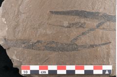 Foto (Detailansicht) von Palmae ?  (NHMW-GEO-2024-0188-8056c)